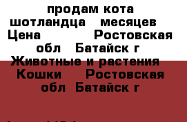 продам кота шотландца 8 месяцев. › Цена ­ 3 000 - Ростовская обл., Батайск г. Животные и растения » Кошки   . Ростовская обл.,Батайск г.